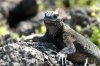 Meerechse :: Marine Iguana