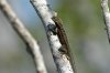 Lavaechse :: Lava Lizard