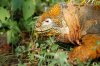 Land Iguana :: Landleguan