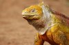 Land Iguana :: Landleguan