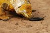 Land Iguana :: Landleguan