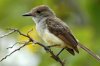 Galapagos-Tyrann :: Galapagos Flycatcher