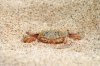 Geisterkrabbe ::Ghost Crab