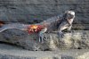 Meerechse :: Marine Iguana