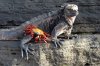 Meerechse :: Marine Iguana