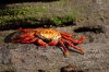 Sally Lightfoot Crab :: Rote Klippenkrabbe