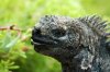 Meerechse :: Marine Iguana