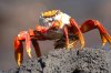 Sally Lightfoot Crab :: Rote Klippenkrabbe