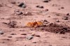 Geisterkrabbe ::Ghost Crab