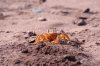 Geisterkrabbe ::Ghost Crab