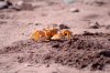 Geisterkrabbe ::Ghost Crab