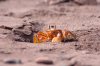 Geisterkrabbe ::Ghost Crab