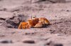 Geisterkrabbe ::Ghost Crab