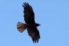 Galapagos-Bussard :: Galapagos Hawk