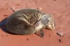 Galapagos-Seelwe :: Galapagos Sea Lion