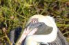 Braunpelikan/Meerespelikan :: Brown Pelican