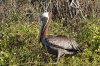 Braunpelikan/Meerespelikan :: Brown Pelican