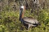 Braunpelikan/Meerespelikan :: Brown Pelican