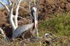 Braunpelikan/Meerespelikan :: Brown Pelican
