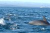 Groer Tmmler :: Bottle-Nosed Dolphin