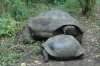 Galapagos-Riesenschildkrte :: Galapagos Tortoise