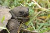 Galapagos-Riesenschildkröte :: Galapagos Tortoise