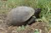 Galapagos-Riesenschildkrte :: Galapagos Tortoise