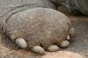 Galapagos-Riesenschildkrte :: Galapagos Tortoise