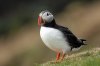 Puffin :: Papageientaucher