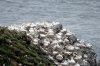 Northern Gannet :: Basstlpel