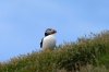 Puffin :: Papageientaucher