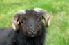 Sheep :: Schaf