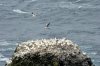 Northern Gannet :: Basstlpel