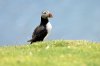 Puffin :: Papageientaucher