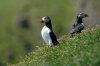 Puffin :: Papageientaucher