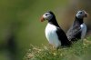 Puffin :: Papageientaucher