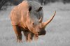 White Rhino or White Rhinoceros :: Breitmaulnashorn