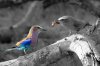 Lilac-breasted Roller :: Gabelracke