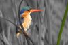 Malachite Kingfisher :: Malachiteisvogel oder Haubenzwergfischer