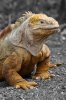 Land Iguana :: Landleguan