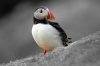 Puffin :: Papageientaucher