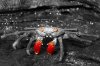 Sally Lightfoot Crab :: Rote Klippenkrabbe