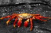 Sally Lightfoot Crab :: Rote Klippenkrabbe