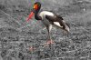 Saddle-billed Stork :: Sattelstorch