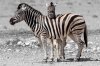 Plains Zebra :: Steppenzebra