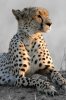 Cheetah :: Gepard