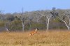 Impala :: Schwarzfersenantilope