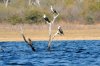 White-breasted or Great Comorant :: Weibrustkomoran