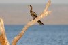 Reed Cormorant :: Riedscharbe