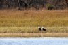 African Fish Eagle :: Schreiseeadler